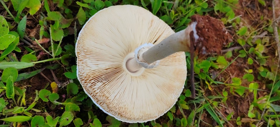 mushroom-image